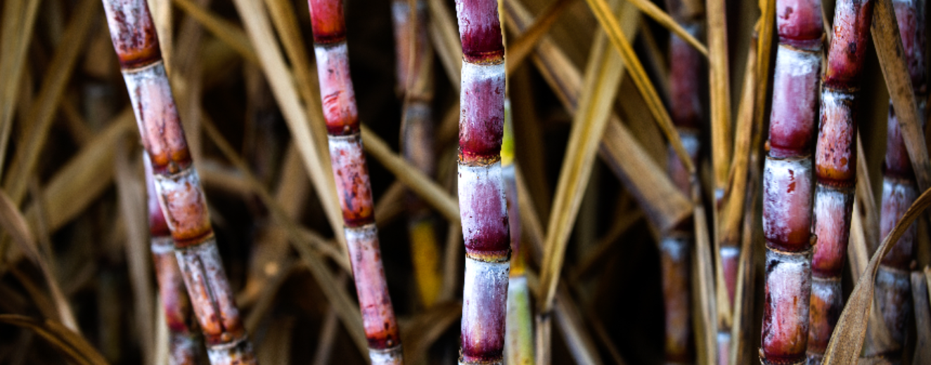 Cana-de-açúcar: tudo sobre sua importância e versatilidade