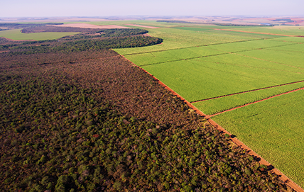 Reflorestamento: veja seus benefícios e projetos para se inspirar